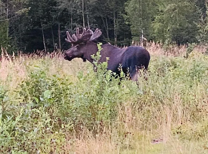 Fjellstad Gard - 2 Minutes From E6 And 5 Minutes Drive From City * Steinkjer
