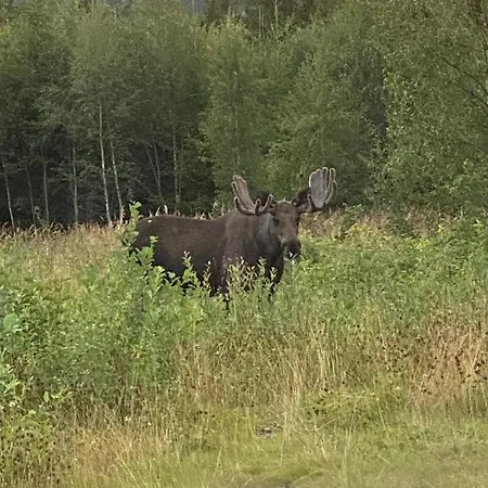 Fjellstad Gard - 2 Minutes From E6 And 5 Minutes Drive From City 스테인헤르